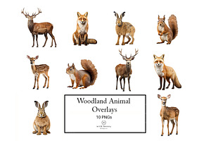 Woodland Animals Overlays, 10 PNGs