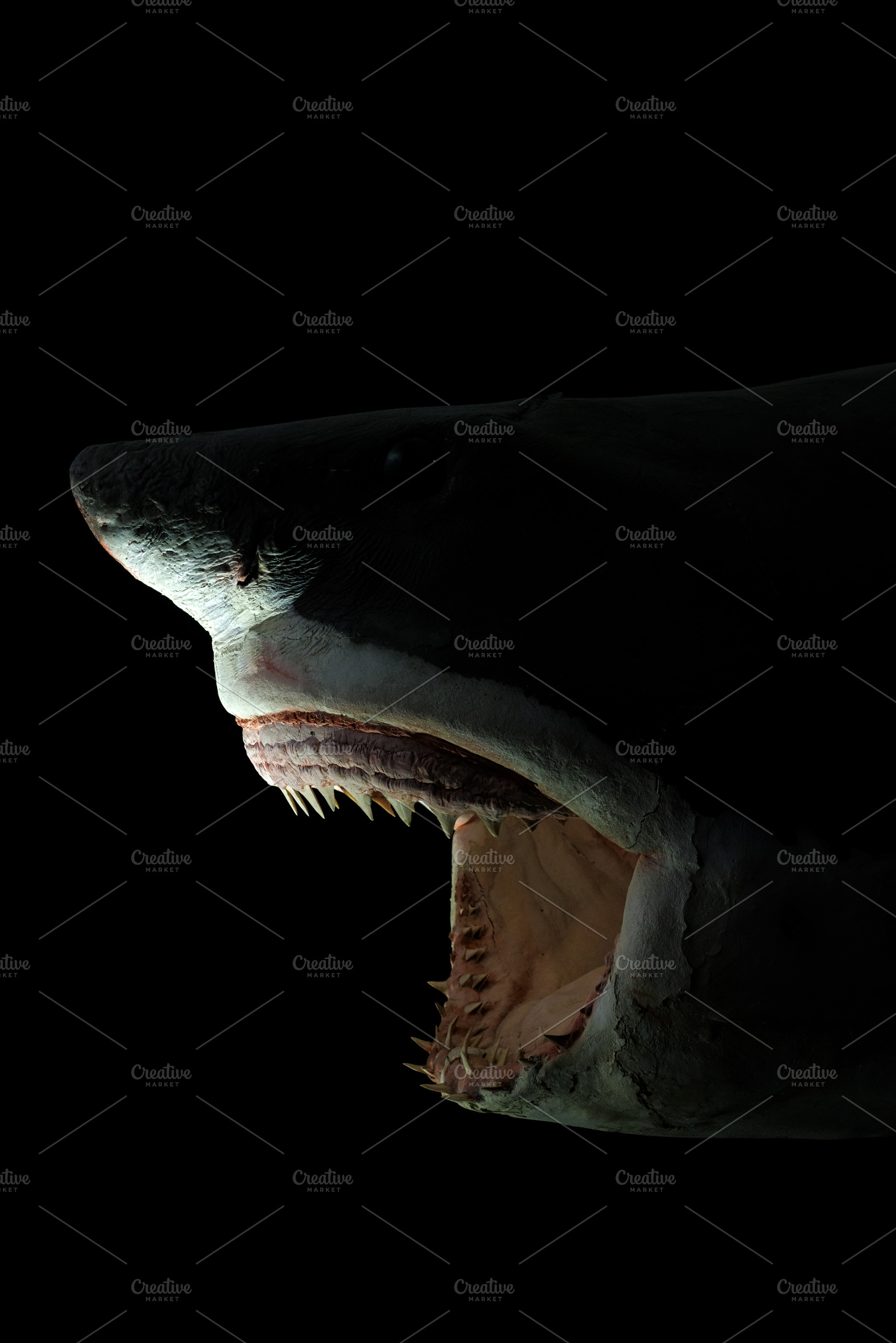 Carlotta great White Shark stuffed, an Animal Photo by Bepslabor