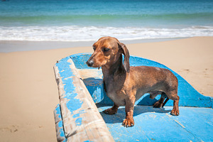 Dachshund dog on the beach containing dog, dachshund, and dachshund dog
