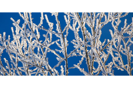 Branches of trees covered with frost, an Abstract Photo by Lukas Jonaitis SHOP