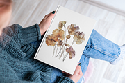 Dried Pressed Flowers Illustration, a Decorative Illustration by Paper Artsthetics (Thumbnail 3 of 4)