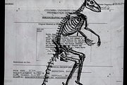 Skeletons & Bones, an Animal Illustration by Nomad Visuals (Thumbnail 9 of 15)