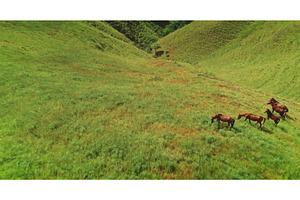 Horses grazing in the green hills of, an Animal Photo by Goinyk