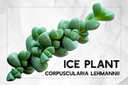 Succulents - Real Botanic Specimens, an Object Graphic by Turning Moss (Thumbnail 5 of 12)