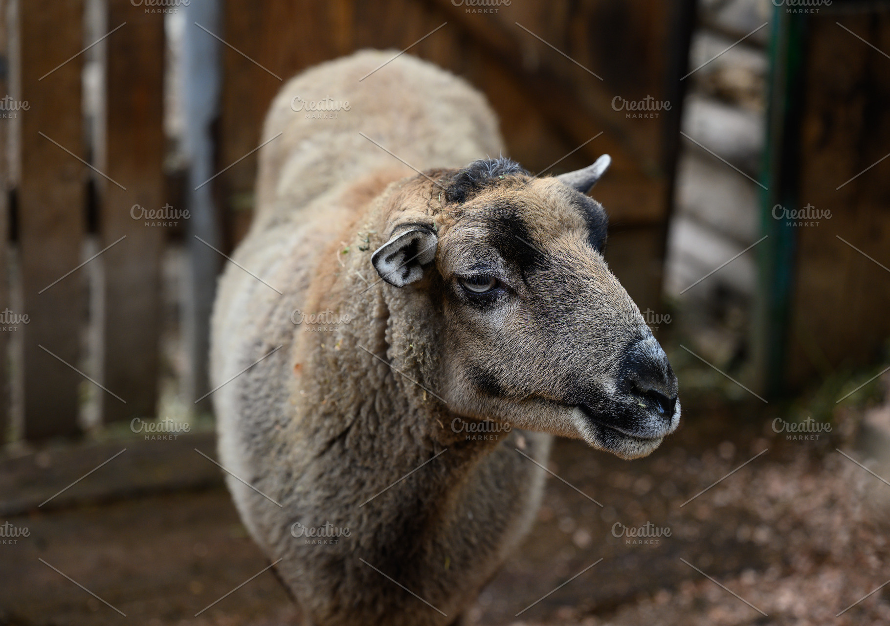 Close-up of a gray sheep in an enclosure on a farm., an Animal Photo by ndanko