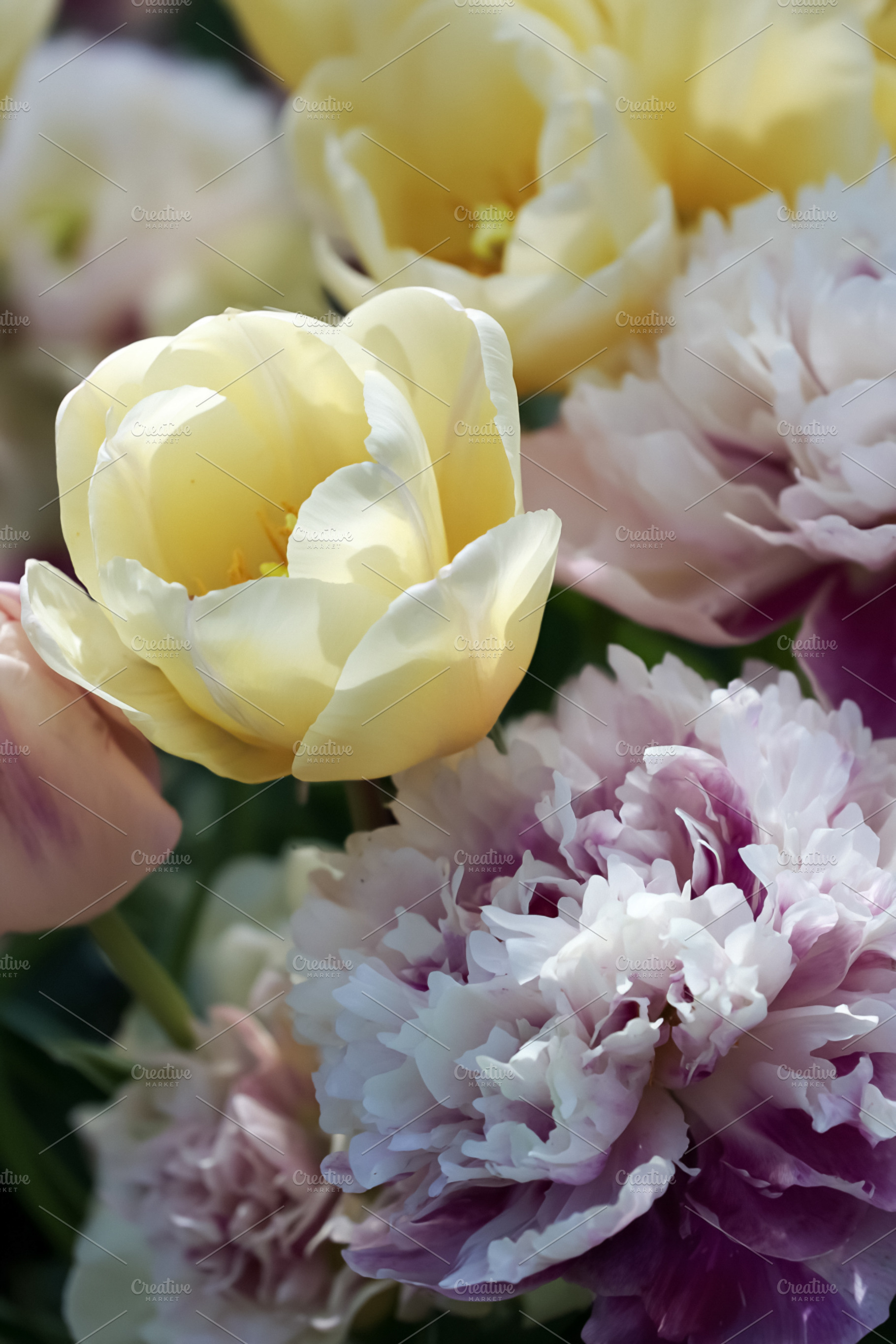 Yellow tulips and ruffled peonies blooming in a vibrant spring g, a Photo by Studio ANNA