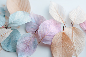 Colorful leaves on a white surface, a Photo by Beautiful things