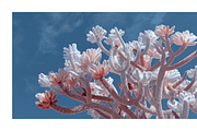 Arid Co · Desert Plantscape, a Texture Illustration by milatovar (Thumbnail 9 of 20)