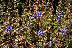 Purple wildflowers thriving in Icelandic nature with vibrant greenery and folia, a Nature Photo by AS photostudio