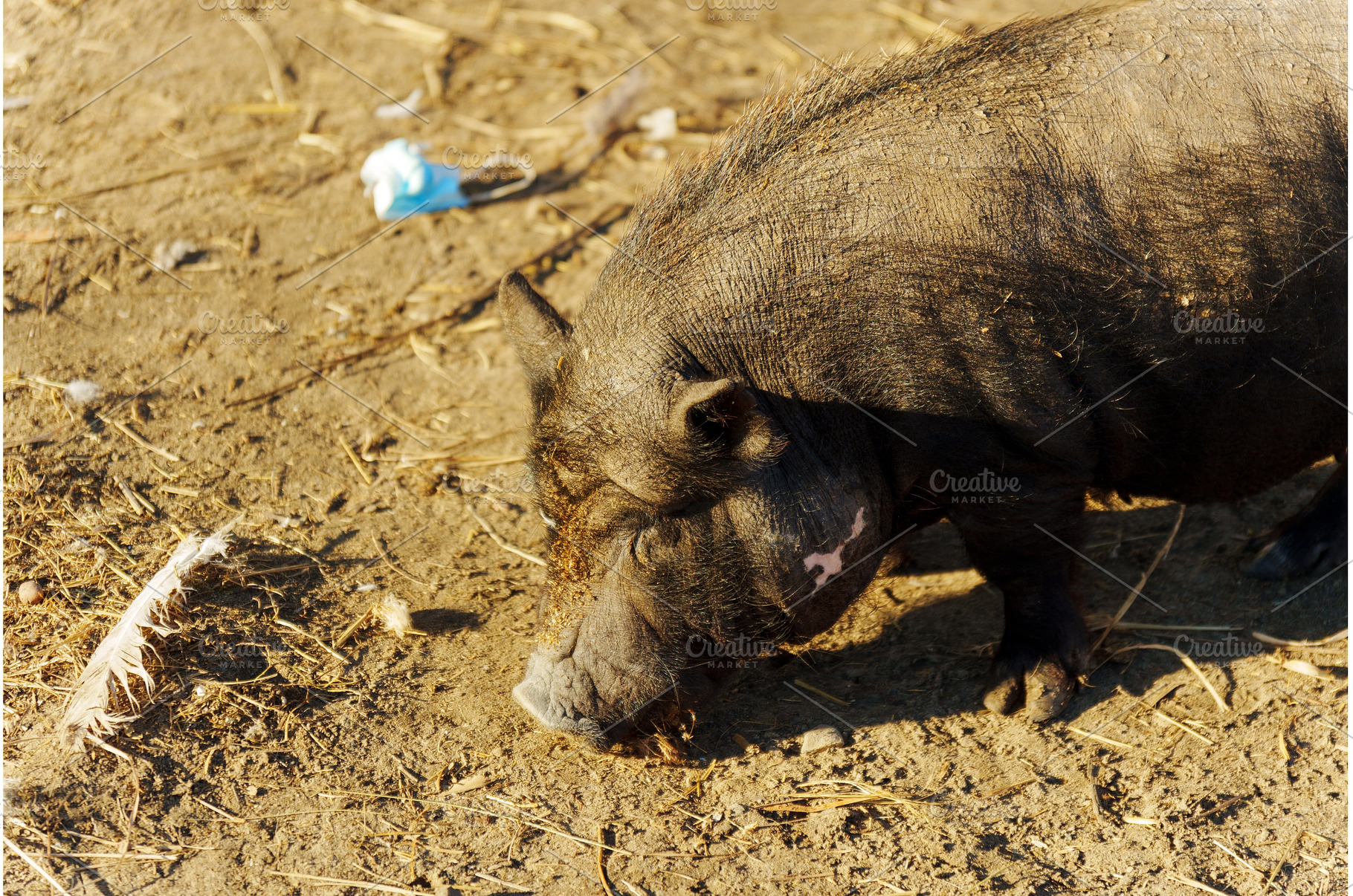 A small, inquisitive pig wanders, a Nature Photo by darksoul72