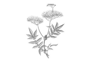 Meadowsweet Pencil Drawing