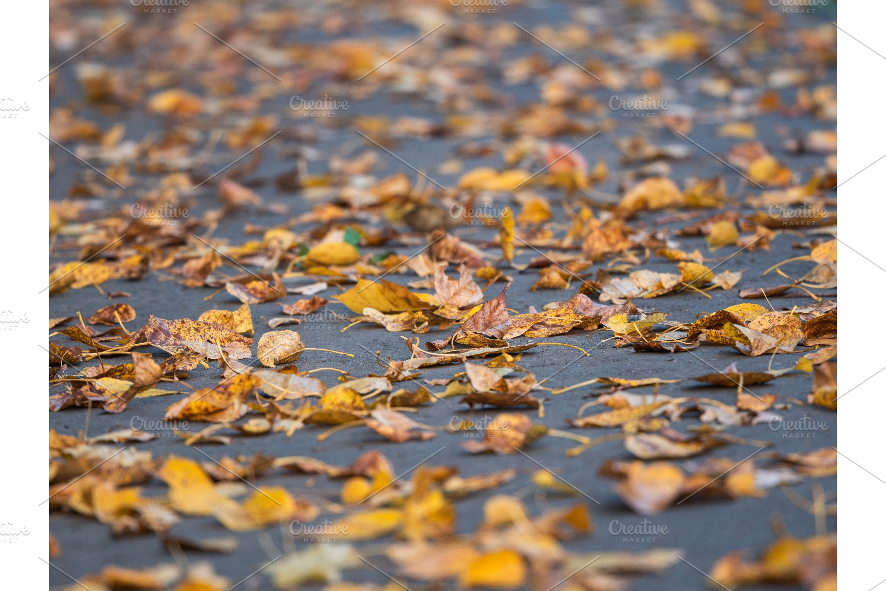 Yellow autumn leaves scattered on, a Background Photo by Fascinadora