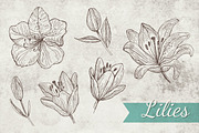 Doodle Lilies + Bonus pattern, an Illustration by piyacler (Thumbnail 1 of 2)