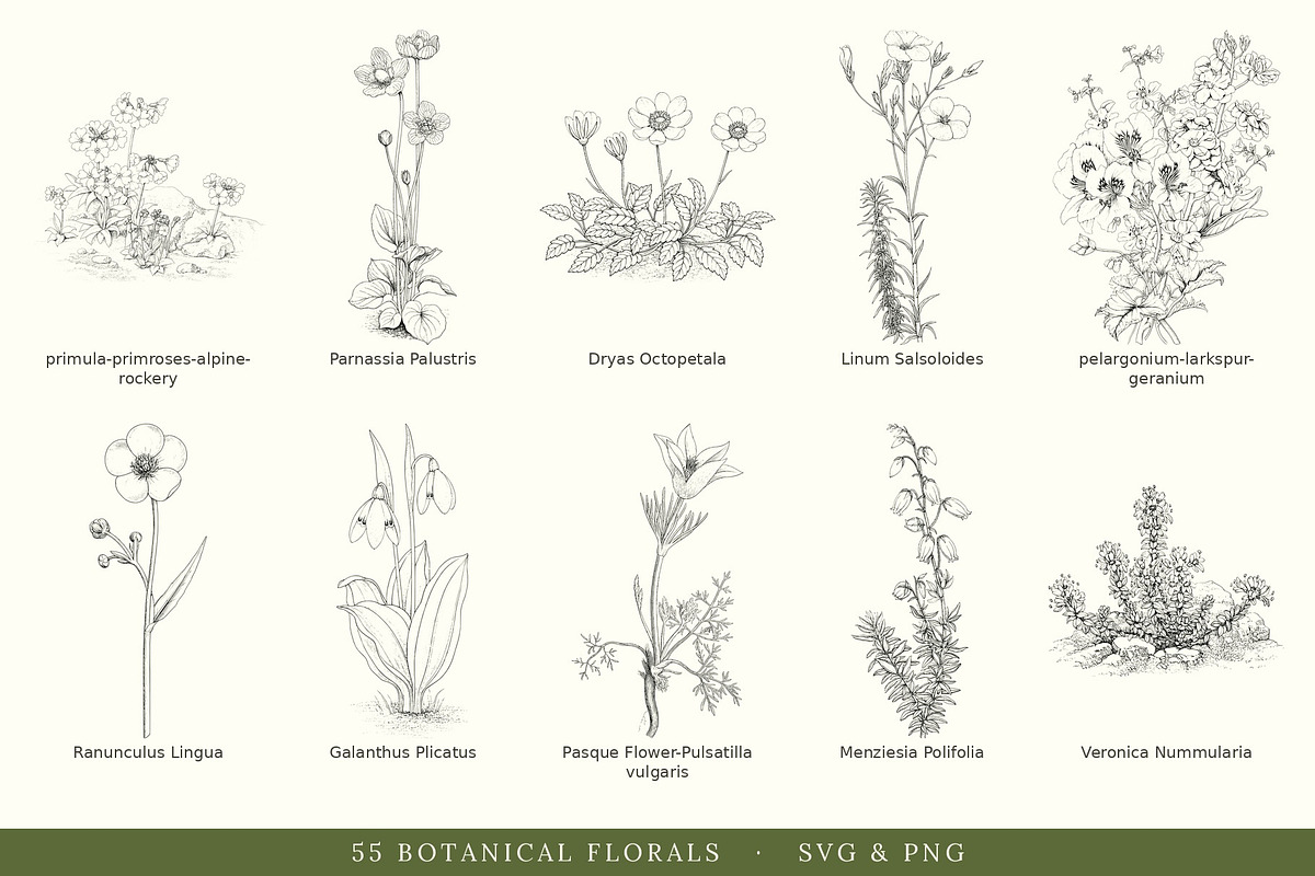 Botanical Floral Line Art Collection, a Decorative Illustration by AW Studios (Photo 4 of 9)