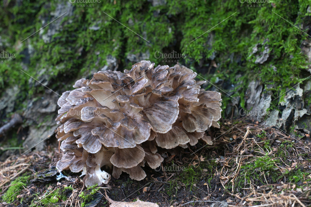 Grifola frondosa mushroom featuring hen-of-the-woods, grifola, and frondosa, a Nature Photo by Alexander62 (Photo 2 of 2)