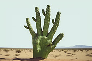 Cactus. 23 images, a Nature Photo by Handmadefont (Thumbnail 7 of 9)