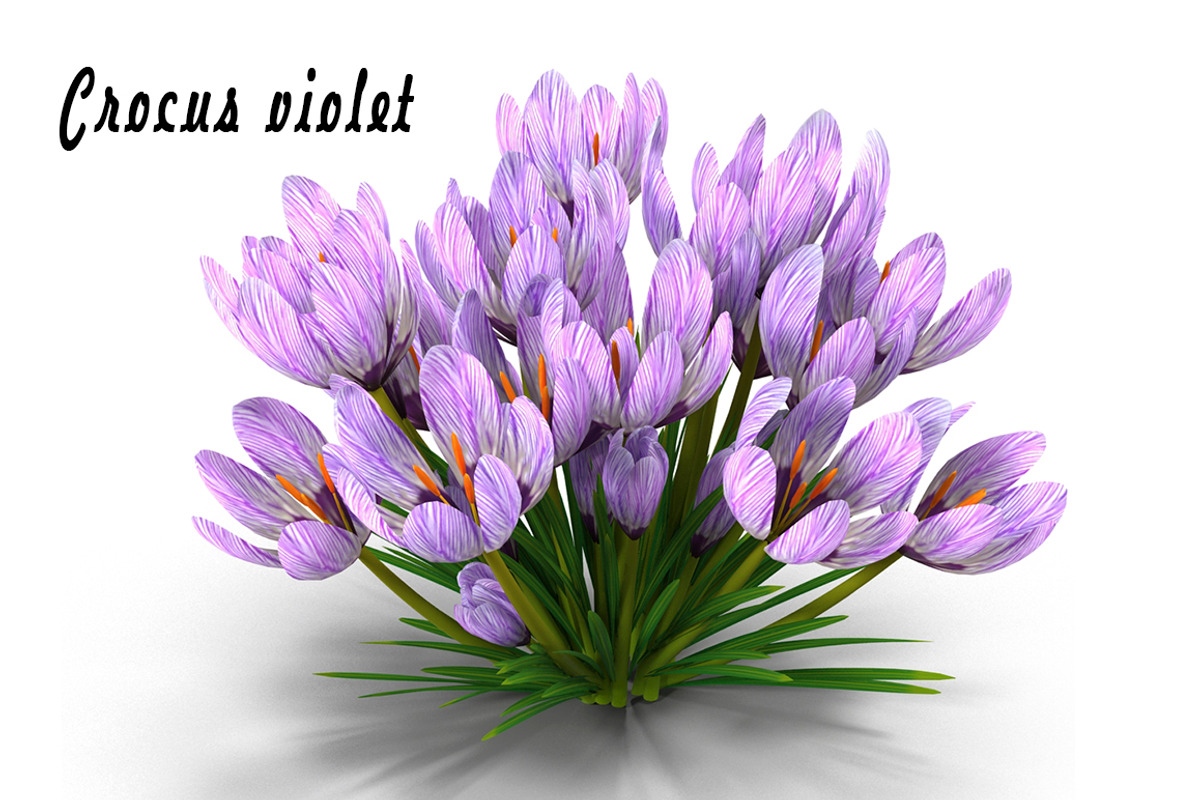 Crocus violet, an Environmental 3D Model by AndrewWhite (Photo 1 of 9)