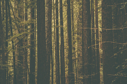 Red wood trees featuring california, red wood, and trees preview 6