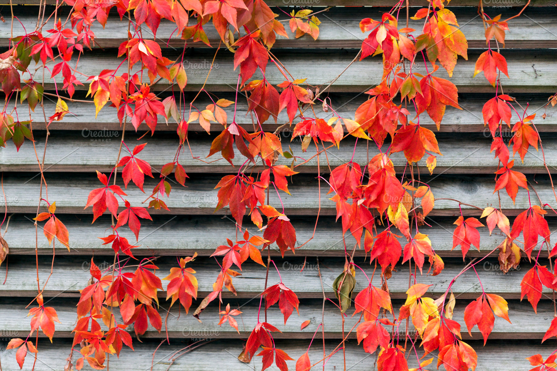Red creeper in autumn, a Nature Photo by BOOCYS