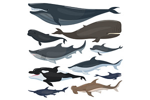 Whales, dolphins sharks and other nautical mammals animals, a Graphic by Onyx