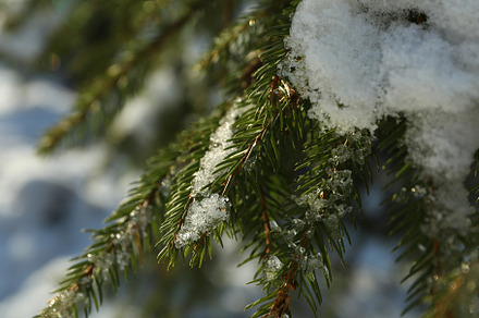 Conifer tree with snow in sunny day, close up, a Nature Photo by AtlasStudio PRO