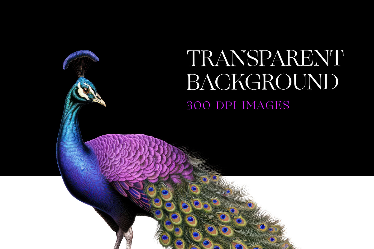 Peacock Clipart, Peacock Feather PNG, an Animal Illustration by BrushstrokeArtGB (Photo 7 of 9)