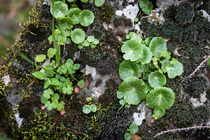 Close up of green round leaves growi, a Nature Photo by Imaginarium