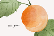 Apricots & Flowers watercolor summer, a Seasonal Illustration by Yuliia Lashevska (Thumbnail 7 of 11)