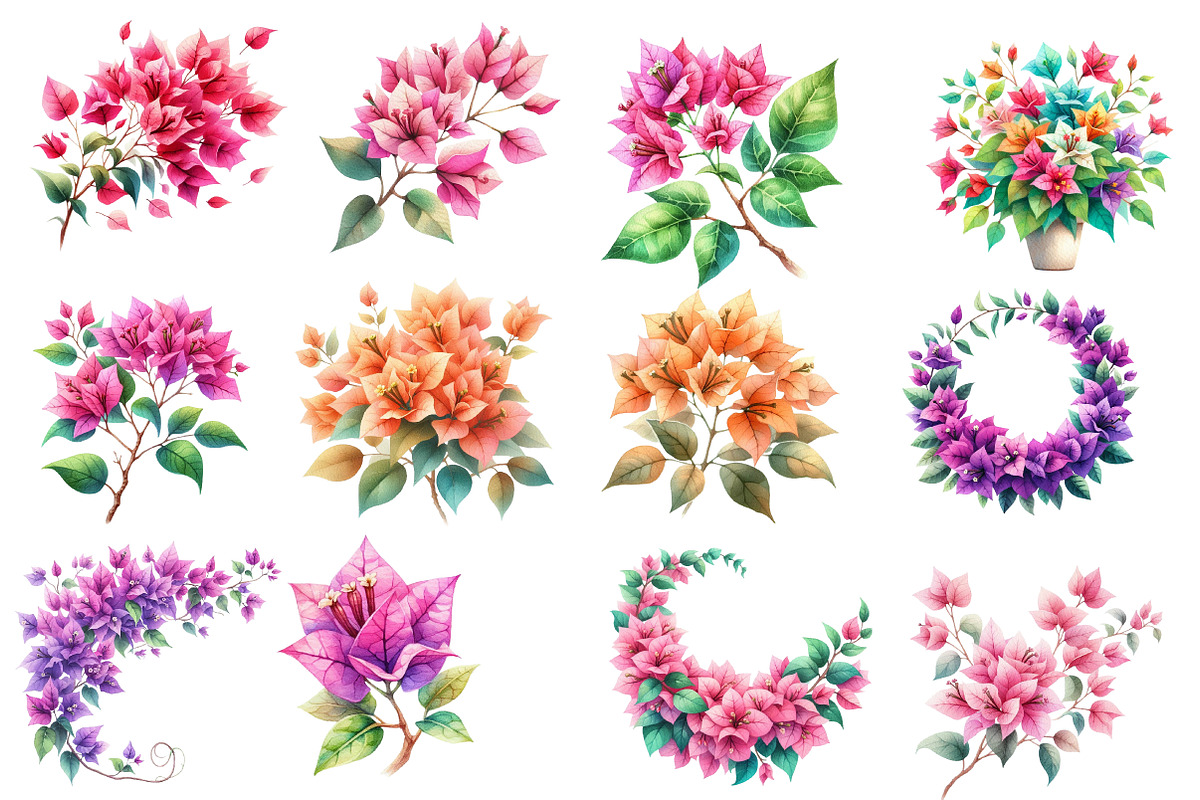 Bougainvillea Flower Clipart Bundle, an Illustration by Designworld (Photo 3 of 5)
