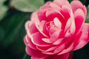 FlowerBloom - Fine Art Photography, a Photo by Marie Dumora (Thumbnail 1 of 4)