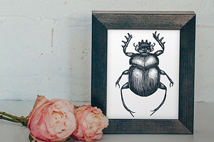 5 Hand-drawn Insects & Patterns