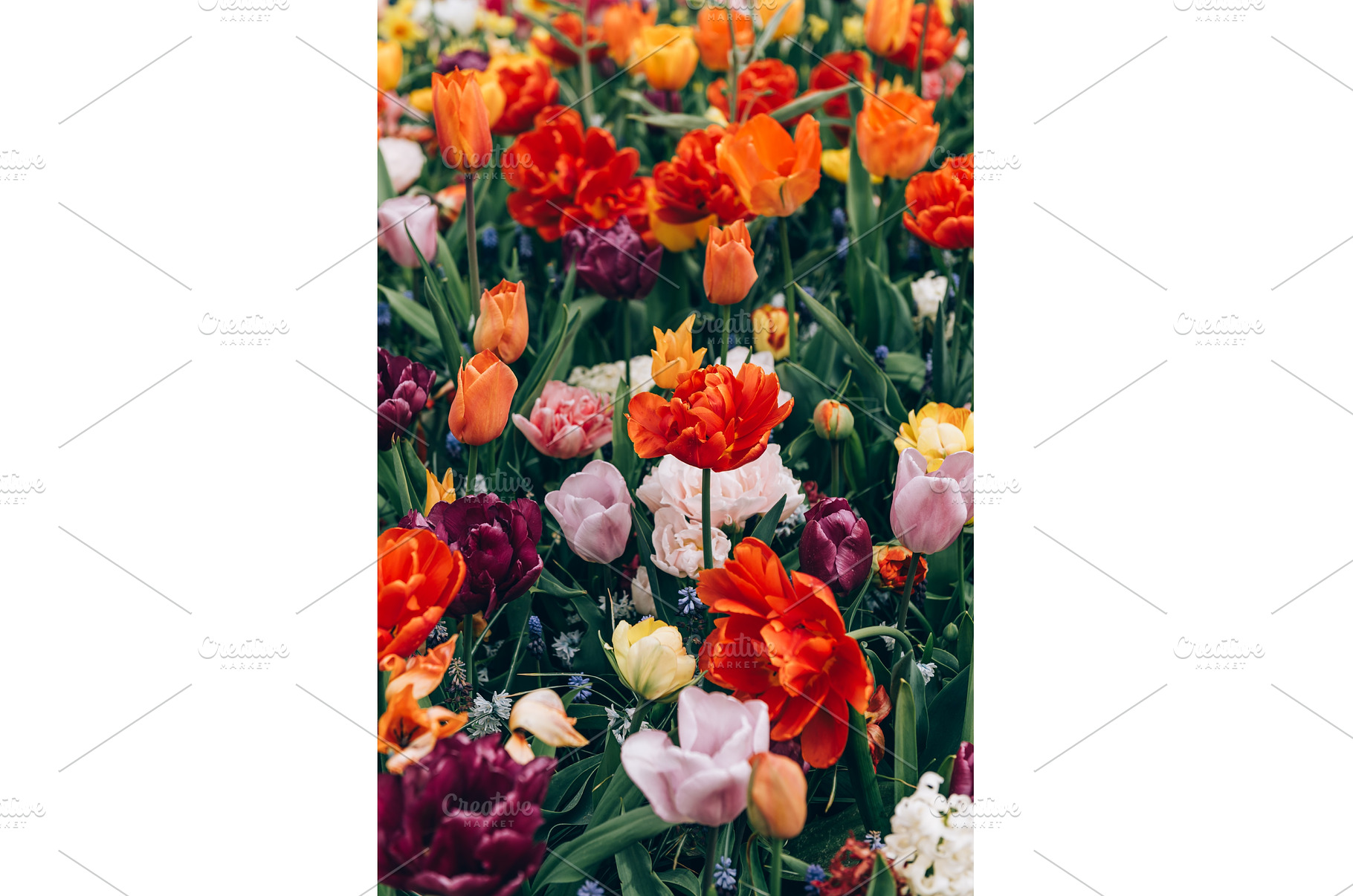Flower gardens in the Netherlands, a Nature Photo by MAnuta