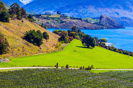 Picturesque vineyard, a Nature Photo by kavram
