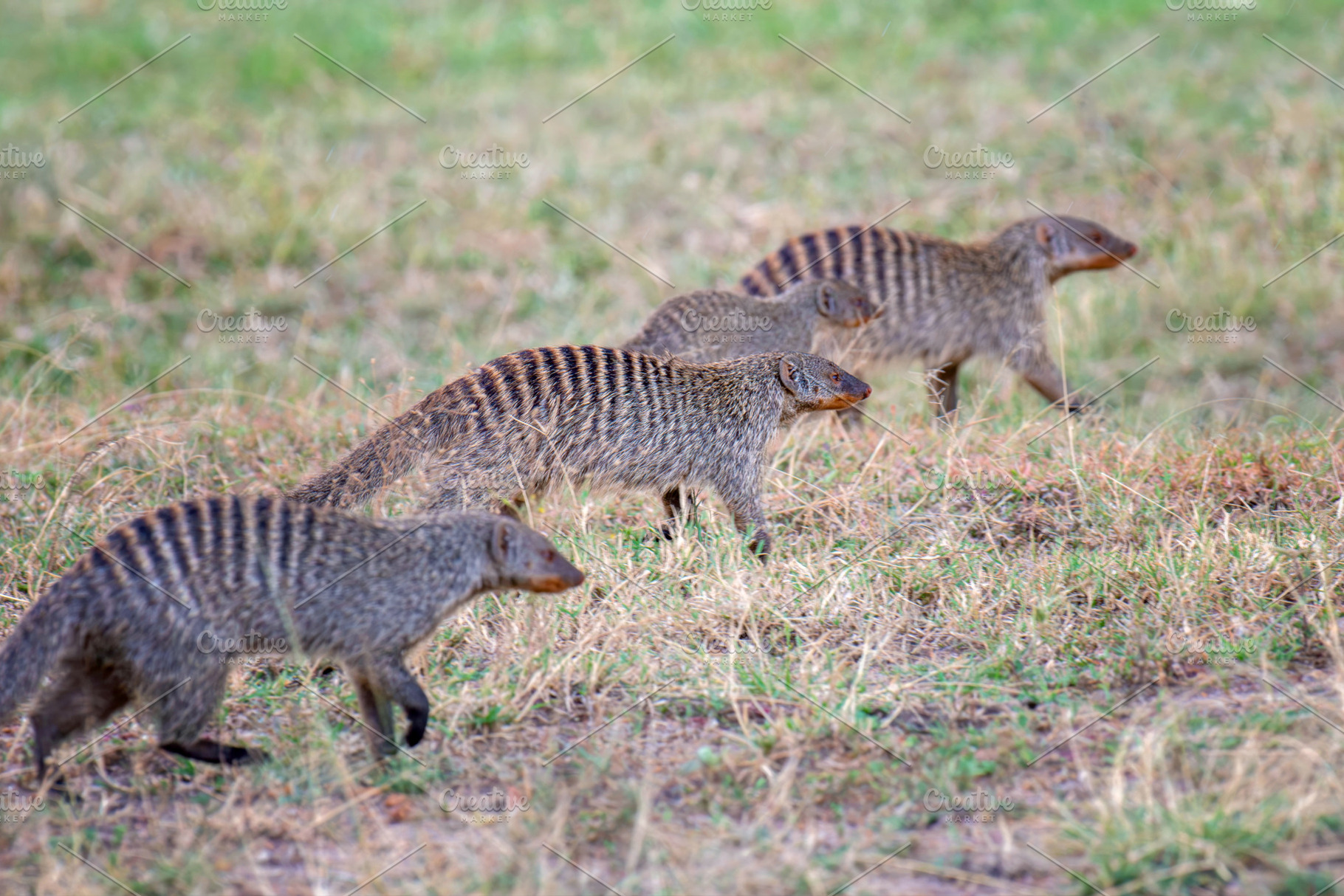 Banded mongoose group walking across savanna, an Animal Photo by Byrdyak