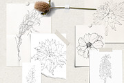 Pencil-drawn flowers, a Decorative Illustration by Damian Roh (Thumbnail 5 of 21)