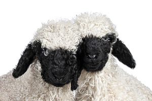 Walliser Schwartznase lambs on white background