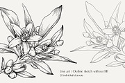 Flowers Neroli. Vector Botanical set, an Object Graphic by ON_lineart_store (Thumbnail 3 of 10)