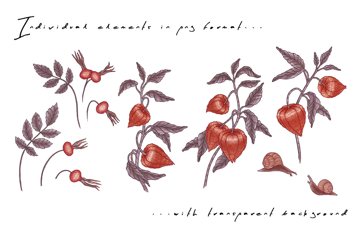 PHYSALIS GARDEN — Botanical Patterns, a Decorative Illustration by Liiafis (Photo 10 of 17)