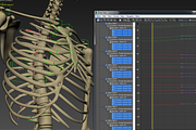Animated internal organs, skeleton, a Characters & Person 3D Model by konstantin.ermolaev (Thumbnail 28 of 29)