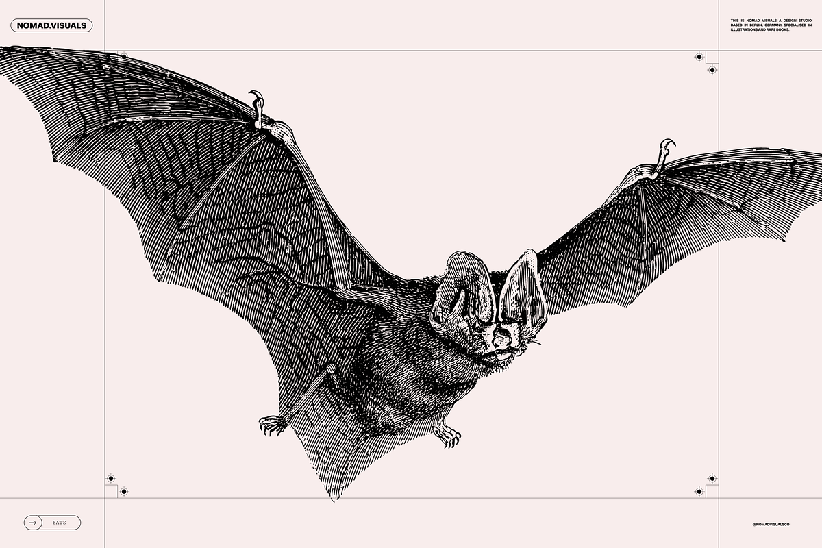 Halloween Special! Bats of the World, an Animal Illustration by Nomad Visuals (Photo 16 of 17)
