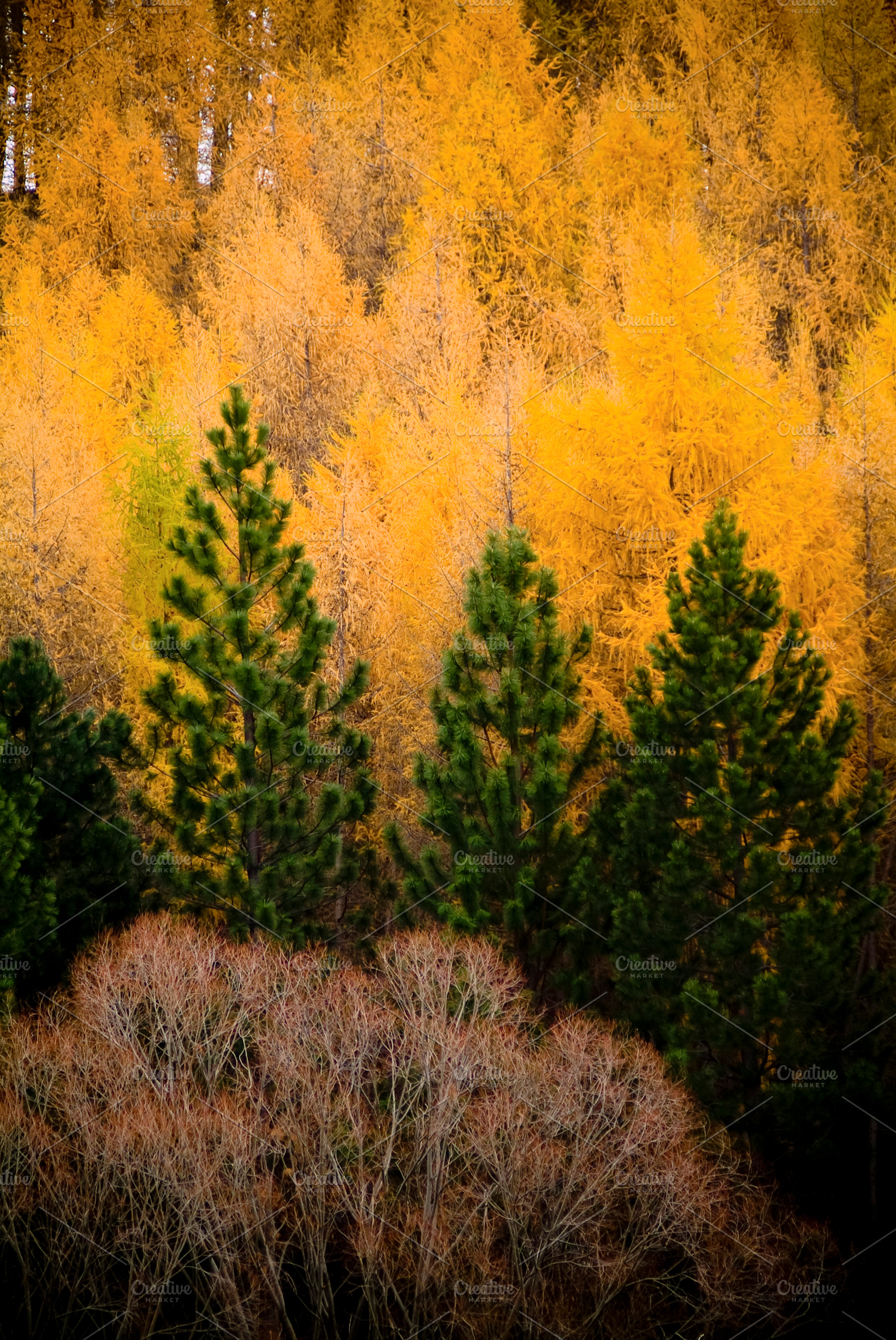 Green And Orange Pine Trees, a Nature Photo by THP Creative