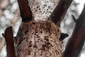 Pine tree trunk with broken branches, a Nature Photo by Schreibikus