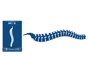 Stylized Spine and Brain Graphic, a Healthcare Illustration by CarWrap design (Thumbnail 2 of 4)