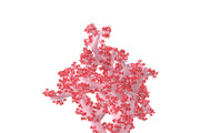 Acropora aasp 1, an Environmental 3D Model by AndrewWhite (Thumbnail 6 of 11)