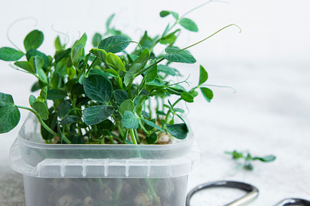 Micro greens. Sprouted peas Seeds., a Food & Drink Photo by Olena Rudo