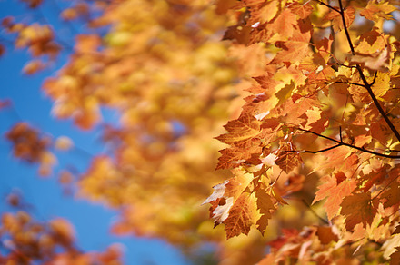 Yellow Maple Leaves