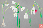 Watercolor Wedding Snowdrops, an Illustration by LittleAcornGraphics (Thumbnail 7 of 7)