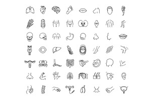 Human internal organs, an Outline Icon by Tettygreen