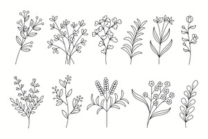 Set of Hand-Drawn Line Art Floral, a Decorative Illustration by Saba Vector