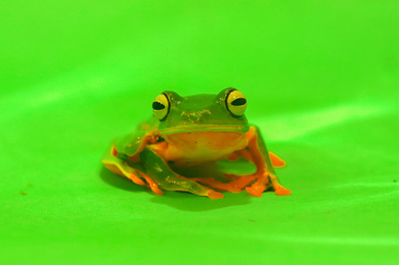 Wallace's flying frog, frogs